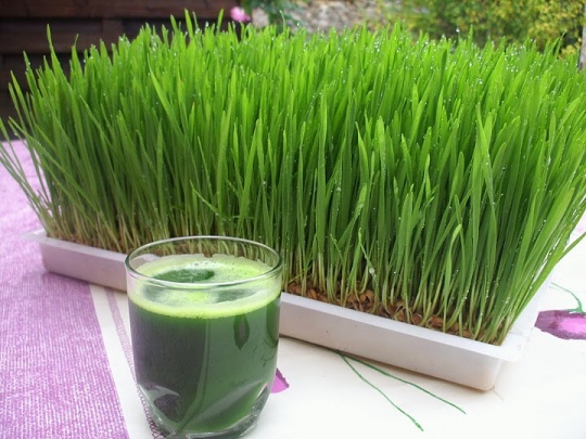 El wheatgrass es valorado por su alto contenido en clorofila. 