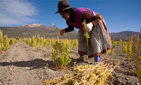Cultivo de Quinoa en Bolivia.