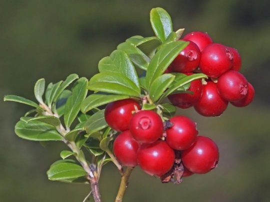 Gayuba (Arctostaphylos uva-ursi) , una planta medicinal para las dolencias del aparato urinario.