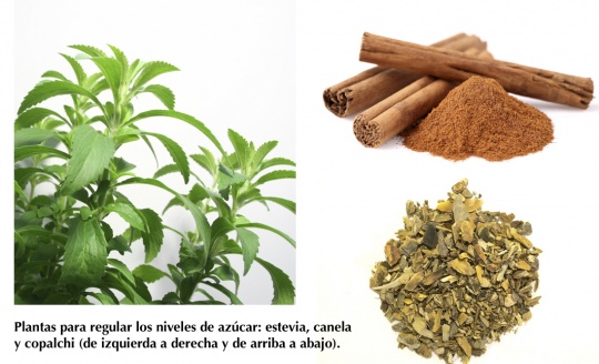 Plantas para regular los niveles de azúcar (diabetes): estevia, canela y copalchi. 