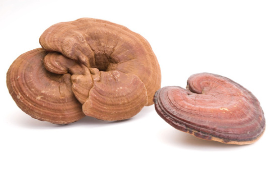 El reishi es un de los hongos medicinales más utilizado en Oriente.