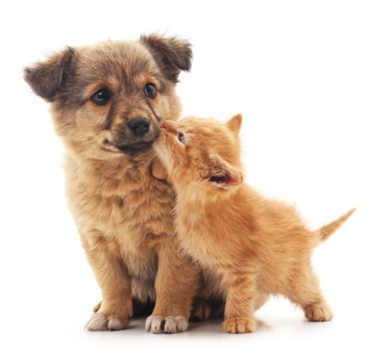 Como eliminar pulgas en perros y gatos