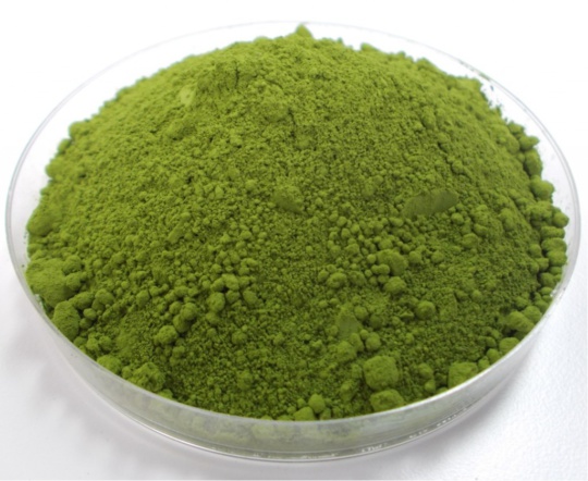 alga chlorella